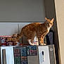 Chester is registered to the contest to win money with this photo: cat, orange_tabby, refrigerator, cans, kitchen, appliance, magnet, wall, indoor, pet, curious, standing, feline, food, container, domestic, household, countertop, storage, animal
