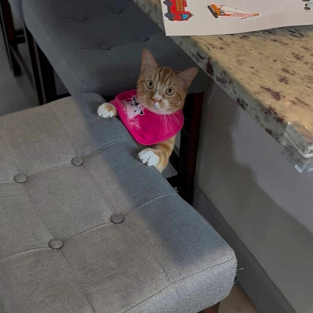 Chester is registered to the contest to win money with this photo: blue_ball, cat, curious, domestic_cat, feline, fur, gray_cushion, household, indoors, kitchen_counter, orange_tabby, peeking, pet, pink_bib, playful, sticker_book, stool, whiskers, wide_eyes, wooden_floor