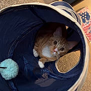 Chester joined the competition — help win amazing prizes! cat, orange_tabby, indoor, play_tunnel, carpet, pet, curious, white_paws, feline, toy, blue, cozy, household, floor, pet_toy, looking, animal, cute, whiskers, ears