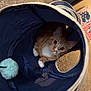 cat, orange_tabby, indoor, play_tunnel, carpet, pet, curious, white_paws, feline, toy, blue, cozy, household, floor, pet_toy, looking, animal, cute, whiskers, ears