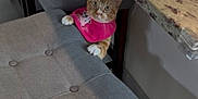 Chester joined the competition — help win amazing prizes! cat, orange_tabby, pink_bib, stool, gray_cushion, kitchen_counter, sticker_book, blue_ball, curious, peeking, wide_eyes, wooden_floor, indoors, playful, pet, feline, fur, whiskers, domestic_cat, household