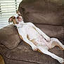 Tank is registered to the contest to win money with this photo: dog, brown_couch, relaxed, indoor, window, blinds, plant, pet, canine, sprawled, home, comfortable, fur, white_spots, resting, living_room, floor, collar, paw, head