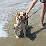 animal, beach, casual_clothing, dog, fun, happy, leash, outdoor, paw, person, pet, playful, sand, shore, smiling, summer, sunlight, vacation, water, waves