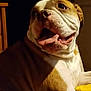 animal, brown_and_white, bulldog, canine, close_up, companion, cozy, cute, dog, domestic, door, friendly, furniture, indoor, light_and_shadow, pet, plush_toy, portrait, smiling, tongue_out