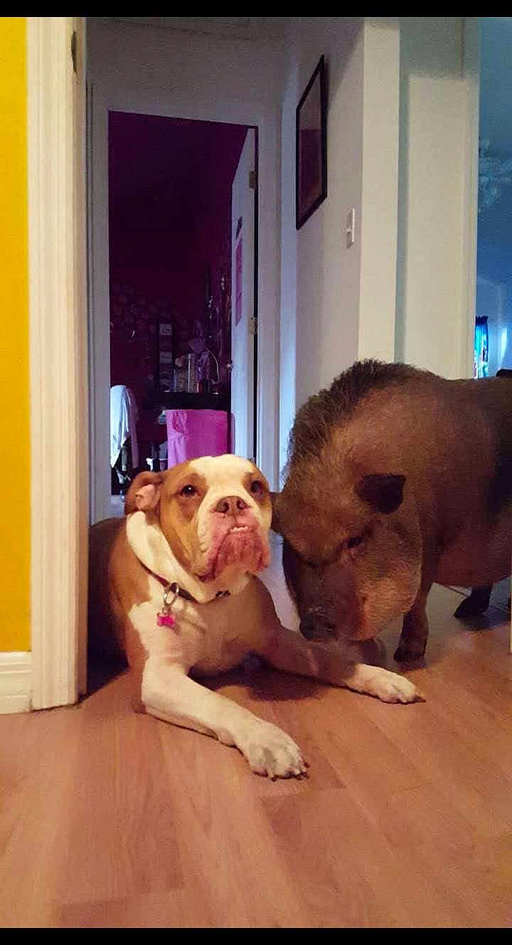 Tank is registered to the contest to win money with this photo: dog, bulldog, pig, potbellied_pig, animal, pet, indoors, floor, doorway, hallway, wood_floor, curious, sniffing, close, friendship, domestic, mammal, companion, home, animal_pair