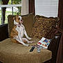 Tank is registered to the contest to win money with this photo: dog, couch, pillow, magazine, remote_control, window, curtain, blanket, indoor, pet, brown, white, leash, collar, living_room, furniture, relaxed, seated, canine, houseplant