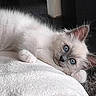 Loukoum participe au concours pour gagner de l'argent avec cette photo :