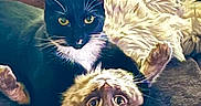 Bella joined the competition — help win amazing prizes! cat, black_cat, tabby_cat, feline, pets, animal, indoor, couch, fur, whiskers, eyes, ears, relaxing, snuggling, cute, domestic_animal, resting, close_up, companions, cozy