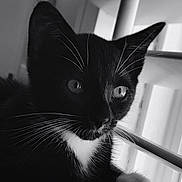 Bella is registered to the contest to win money with this photo: cat, kitten, black_and_white, tuxedo_cat, whiskers, close_up, pet, animal, indoor, furniture, curious, soft_light, portrait, young_cat, paw, relaxed, eyes, fur, domestic_cat, mammal
