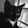 cat, kitten, black_and_white, tuxedo_cat, whiskers, close_up, pet, animal, indoor, furniture, curious, soft_light, portrait, young_cat, paw, relaxed, eyes, fur, domestic_cat, mammal