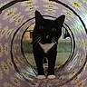 cat, black_and_white, tunnel, daisy_pattern, curious, pet, animal, indoor, play, whiskers, paws, feline, cute, looking, purple, pattern, toy, domestic, pet_toy, small_animal