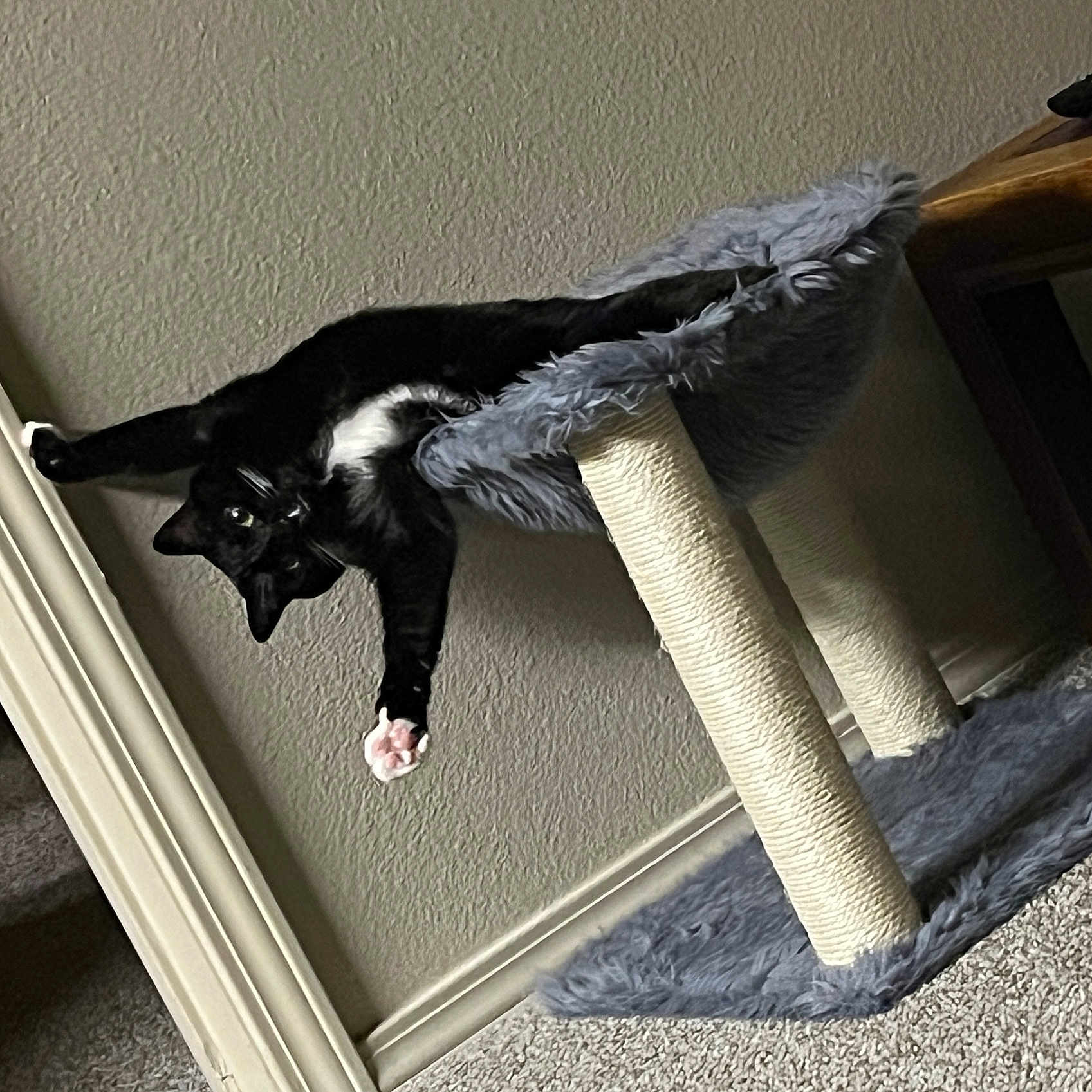 Bella