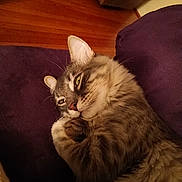 Nico joined the competition — help win amazing prizes! cat, tabby, pet, feline, cushion, purple, wooden_floor, indoor, relaxed, lying_down, whiskers, ears, fur, close_up, cozy, home, mischievous, animal, cute, domestic