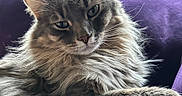 Nico joined the competition — help win amazing prizes! cat, fluffy, gray_tabby, pet, indoor, purple_chair, window_light, relaxed, fur, whiskers, animal, cute, portrait, feline, closeup, sitting, household, cozy, calm, domestic