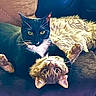 Nico joined the competition — help win amazing prizes! cat, cats, black_cat, tabby_cat, feline, pet, animal, cute, cuddle, fluffy, upside_down, indoor, sofa, couch, relaxing, whiskers, ears, eyes, fur, domestic_animal