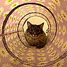 Nico joined the competition — help win amazing prizes! cat, animal, pet, tunnel, pattern, daisy, floral, pink, yellow, white, cute, curious, indoor, face, fur, whiskers, eyes, cozy, playful, closeup