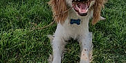Bruno is registered to the contest to win money with this photo: dog, grass, stick, playful, happy, pet, animal, outdoor, nature, canine, brown, white, fur, collar, tongue, ears, mouth, lying_down, daylight, cheerful