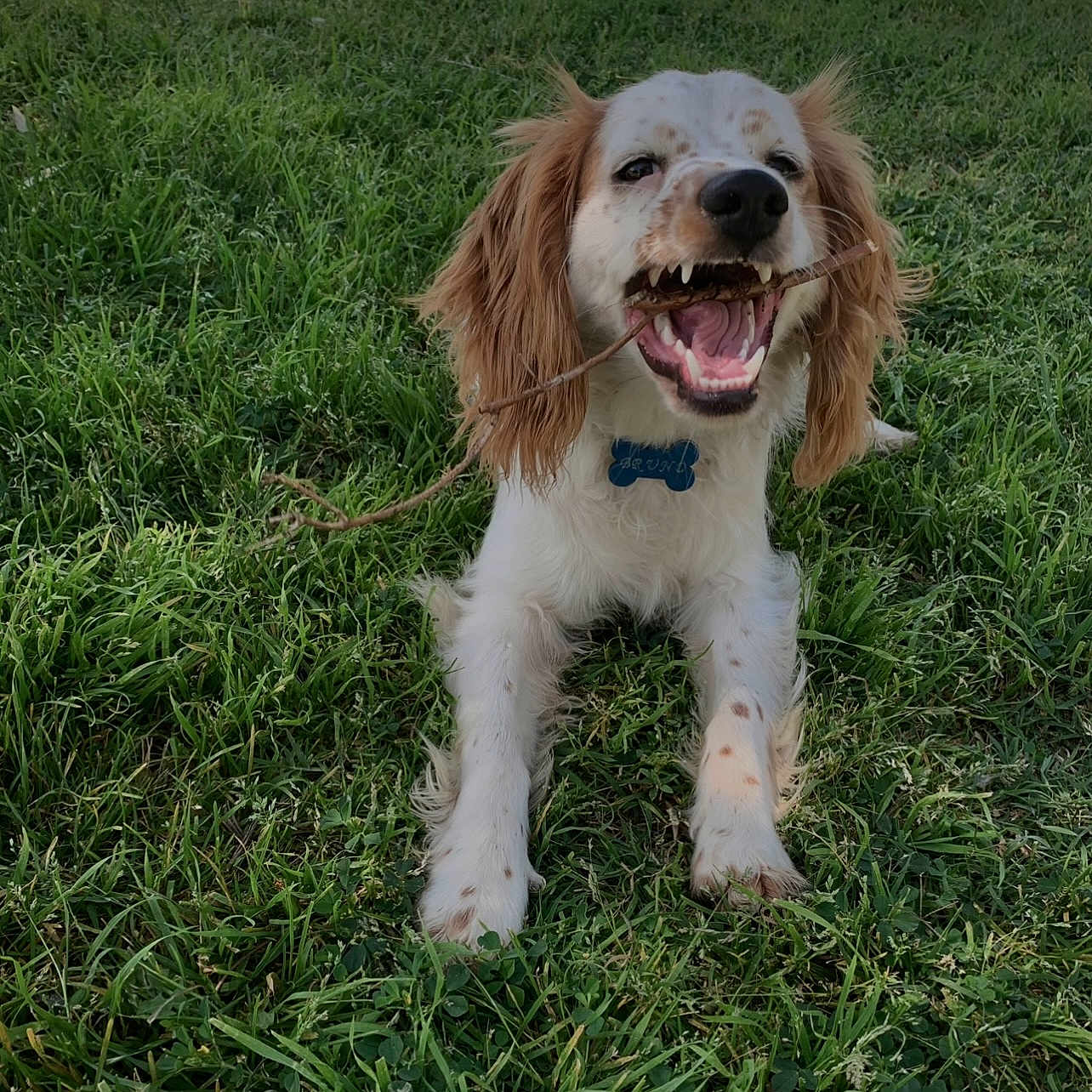 Bruno