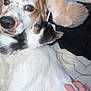 Bruno is registered to the contest to win money with this photo: dog, kitten, cat, pet, animal, snuggling, fur, hand, closeup, cuddle, domestic, spotted_dog, white_fur, brown_fur, black_and_white, indoor, resting, cute, sleeping, cozy