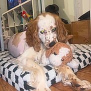 Bruno is registered to the contest to win money with this photo: dog, plush_toy, indoor, cushion, striped_pattern, long_ears, spotted_fur, wooden_floor, shelf, box, pet, lying_down, stuffed_animal, brown_and_white, cozy, home, animal, toy, relaxed, floor