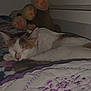 Kiara is registered to the contest to win money with this photo: cat, sleeping, calico, bed, blanket, pillow, plush, paw_print, indoor, cozy, fur, pet, resting, animal, quiet, soft, domestic, feline, close_up, cute
