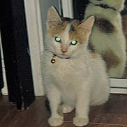 Kiara is registered to the contest to win money with this photo: cat, indoor, pet, animal, white, orange, collar, bell, reflection, floor, sitting, feline, glowing_eyes, flash, closeup, domestic, cute, young, portrait, furry