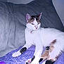 Kiara joined the competition — help win amazing prizes! cat, pet, indoor, relaxed, blanket, purple, pillow, fur, white, brown, black, animal, cozy, resting, paw, collar, cute, feline, sleepy, domestic
