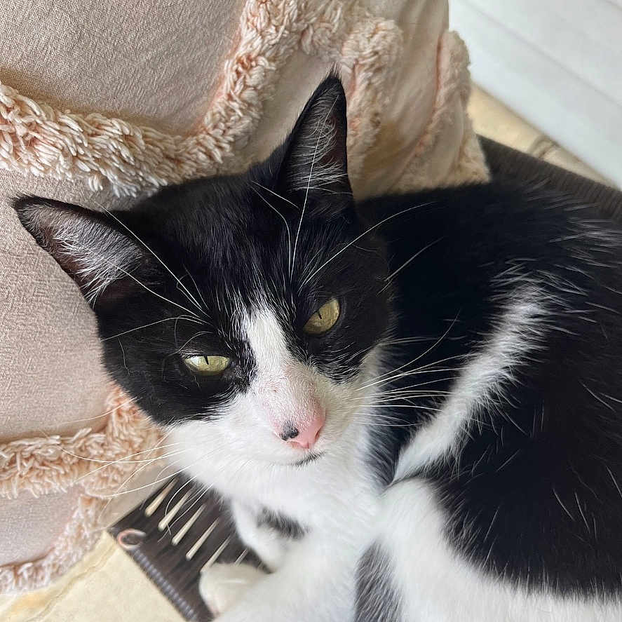 Tilly is registered to the contest to win money with this photo: abyssinian, angora, animal, blanket, cat, couch, cushion, furniture, homedecor, indoors, interiordesign, kitten, leisureactivities, manx, music, musicalinstrument, musician, person, pet, sleeping