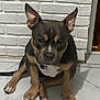 Esco is registered to the contest to win money with this photo: dog, pet, indoor, floor, tile, white_brick_wall, ears, brown_coat, black_coat, white_chest, sitting, looking_at_camera, animal, companion, cute, domestic, alert, young_dog, paw, nose