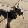 Esco joined the competition — help win amazing prizes! dog, leash, sidewalk, stick, sunlight, shadow, outdoor, pet, canine, walking, black_harness, ears, snout, pavement, daytime, brown_coat, alert, urban, street, playful