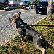 Esco is registered to the contest to win money with this photo: dog, grass, sidewalk, street, car, suburban, daylight, leash, harness, collar, utility_pole, residential, outdoor, sky, tree, animal, pet, walking, curious, quiet