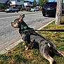 dog, grass, sidewalk, street, car, suburban, daylight, leash, harness, collar, utility_pole, residential, outdoor, sky, tree, animal, pet, walking, curious, quiet