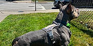 Esco joined the competition — help win amazing prizes! dog, grass, sidewalk, leash, harness, collar, chain_link_fence, car, street, tree, building, sky, cloud, urban, daytime, alert, pet, walking, outdoor, road