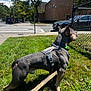 dog, grass, sidewalk, leash, harness, collar, chain_link_fence, car, street, tree, building, sky, cloud, urban, daytime, alert, pet, walking, outdoor, road