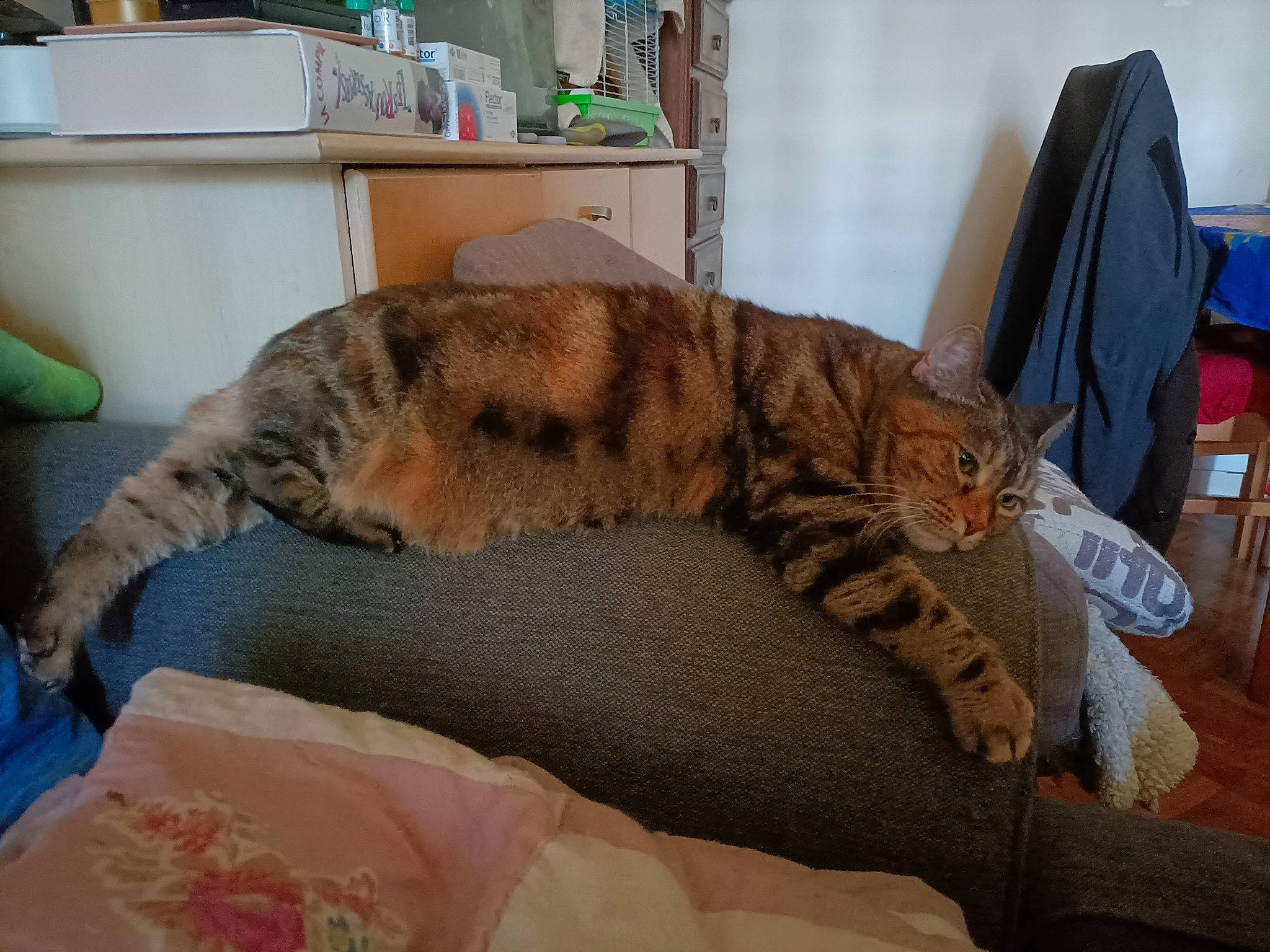 Xéna participe au concours pour gagner de l'argent avec cette photo : bed, bedding, carnivore, cat, claw, comfort, domestic_short_haired_cat, duvet, fawn, felidae, fur, linens, nap, paw, room, small_to_medium_sized_cats, tail, terrestrial_animal, whiskers, wood