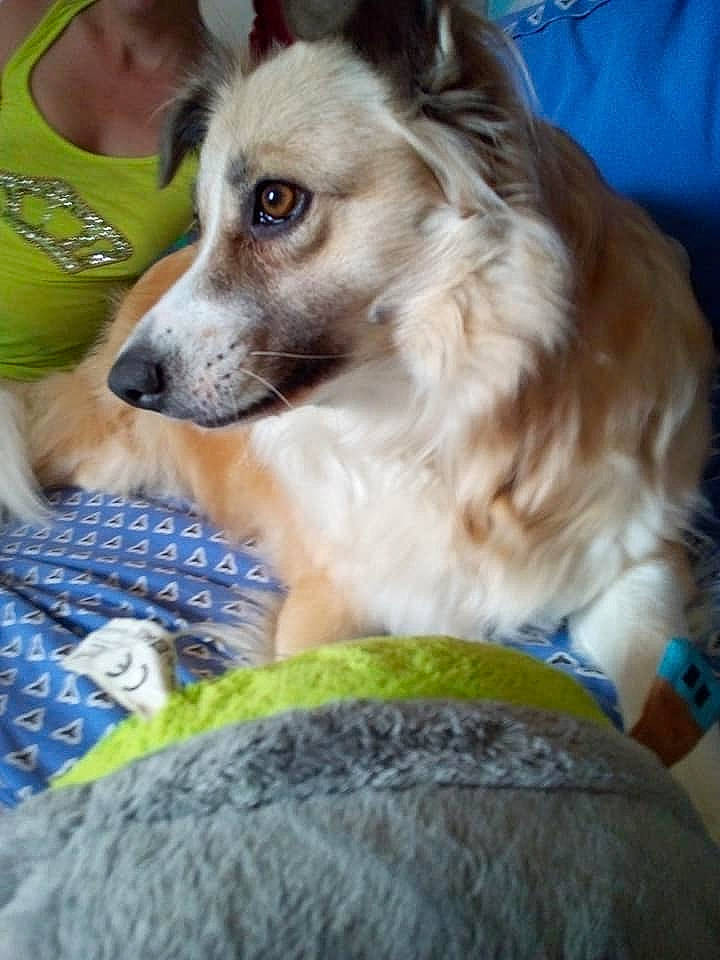 Melody a rejoint le concours — aidez-le/la à gagner de superbes lots ! canidae, carnivore, companion_dog, dog, dog_breed, longhaired_whippet, mammal, rare_breed_dog, silken_windhound, vertebrate, welsh_sheepdog