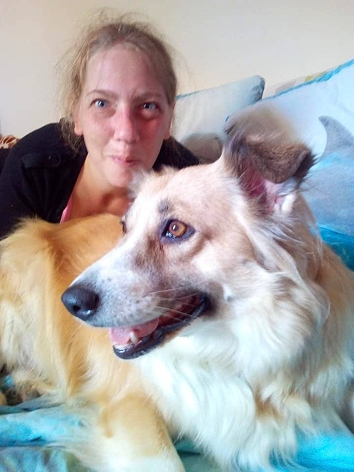 Melody a rejoint le concours — aidez-le/la à gagner de superbes lots ! australian_shepherd, border_collie, canidae, carnivore, companion_dog, dog, dog_breed, ear, longhaired_whippet, mammal, miniature_australian_shepherd, rare_breed_dog, silken_windhound, sporting_group, vertebrate