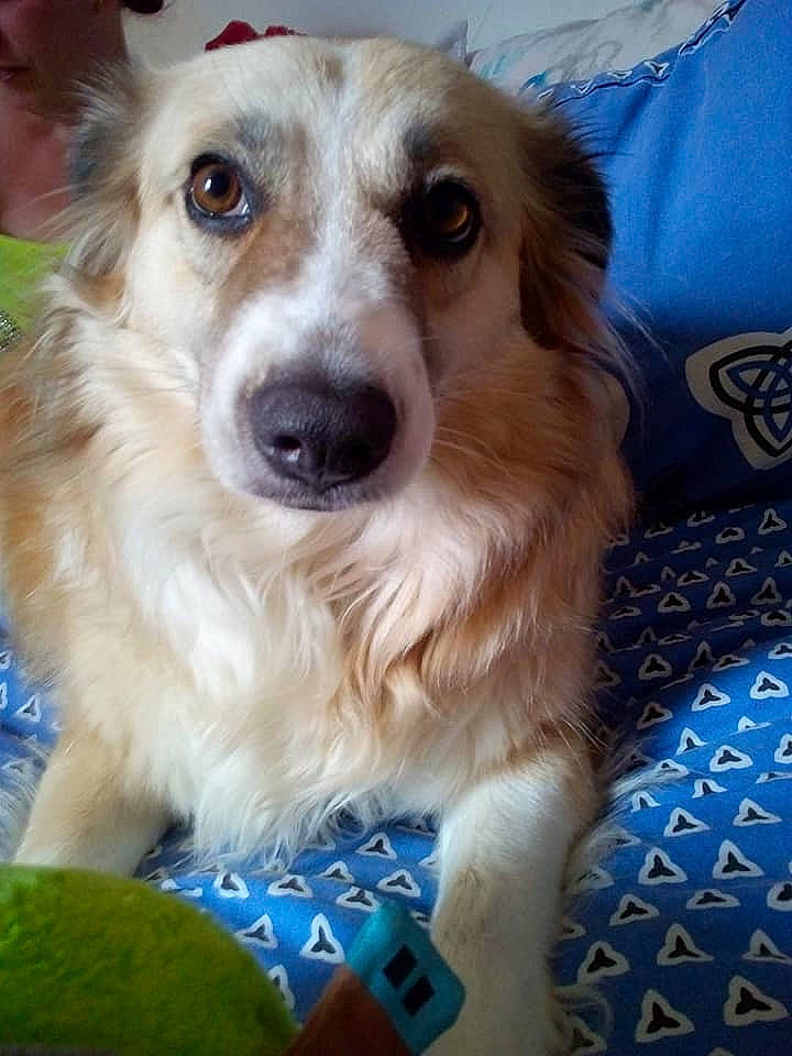 Melody a rejoint le concours — aidez-le/la à gagner de superbes lots ! australian_collie, basque_shepherd_dog, canidae, carnivore, companion_dog, dog, dog_breed, fawn, longhaired_whippet, mammal, rare_breed_dog, silken_windhound, small_greek_domestic_dog, snout, sporting_group, vertebrate, welsh_sheepdog, whiskers