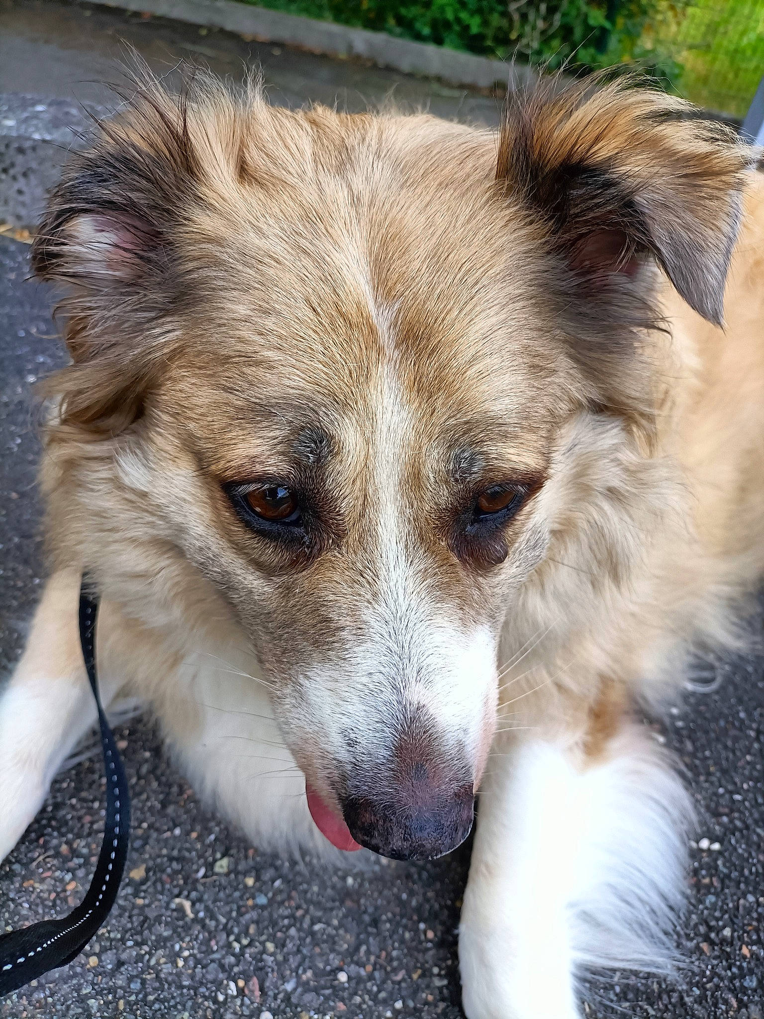 Melody a rejoint le concours — aidez-le/la à gagner de superbes lots ! canidae, carnivore, companion_dog, dog, dog_breed, fang, fawn, fur, grass, herding_dog, plant, puppy, snout, sporting_group, street_dog, terrestrial_animal, whiskers, wildlife, working_animal, working_dog