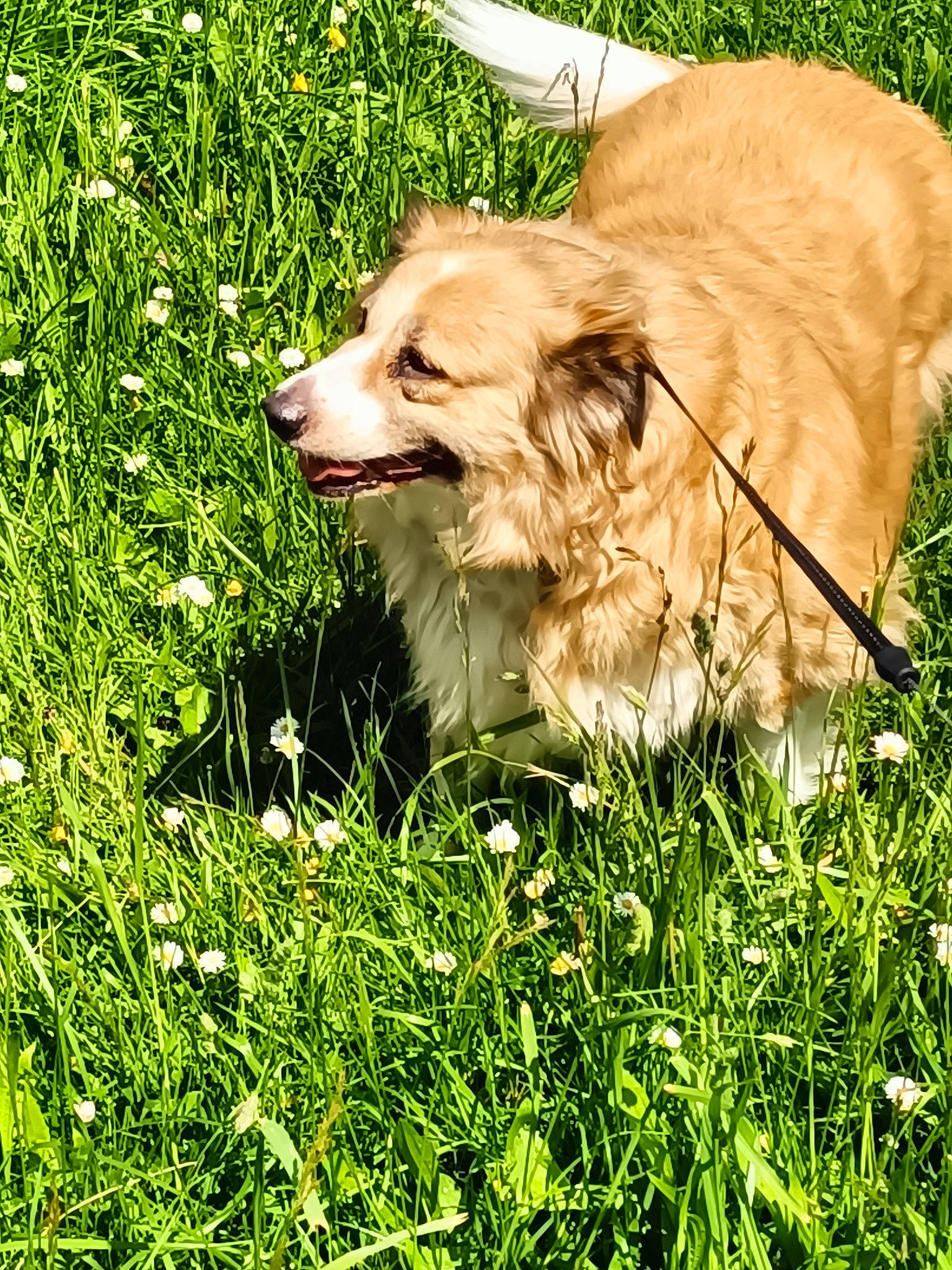 Melody participe au concours pour gagner de l'argent avec cette photo : canidae, carnivore, clock, companion_dog, dog, dog_breed, fawn, fur, grass, grassland, groundcover, gun_dog, herbaceous_plant, people_in_nature, perennial_plant, plant, puppy, retriever, sporting_group, terrestrial_animal