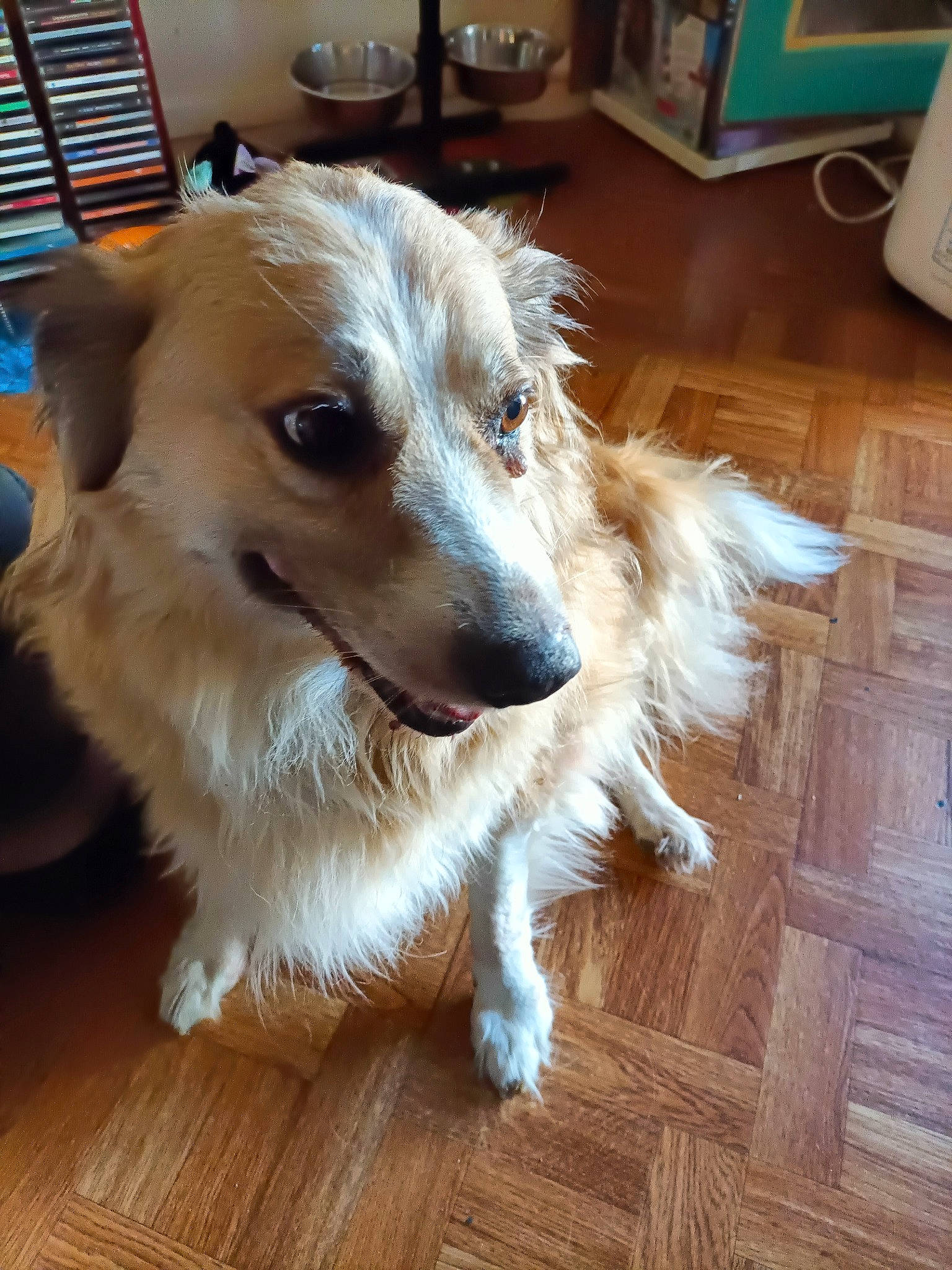 Melody participe au concours pour gagner de l'argent avec cette photo : canidae, carnivore, chair, companion_dog, dog, dog_breed, fawn, floor, flooring, fur, hardwood, laminate_flooring, plank, sighthound, sporting_group, varnish, wood, wood_flooring, wood_stain