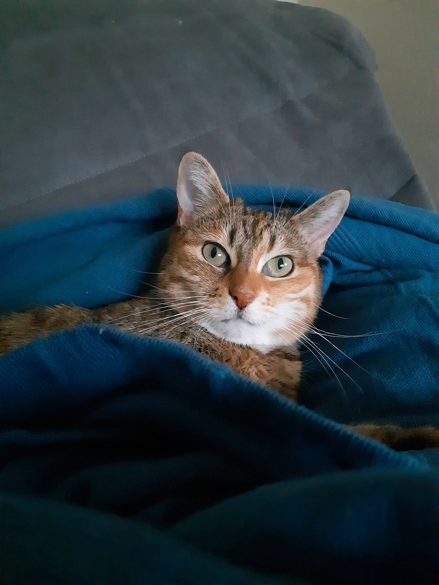 Bahia participe au concours pour gagner de l'argent avec cette photo : aegean_cat, american_wirehair, asian, australian_mist, bengal, carnivore, cat, chausie, domestic_short_haired_cat, dragon_li, european_shorthair, felidae, fur, kitten, mammal, small_to_medium_sized_cats, snout, tabby_cat, vertebrate, whiskers