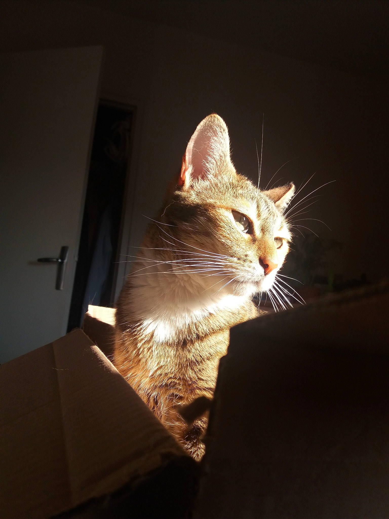 Bahia a rejoint le concours — aidez-le/la à gagner de superbes lots ! asian, carnivore, cat, domestic_short_haired_cat, ear, european_shorthair, felidae, fur, kitten, light, lighting, night, ocicat, shadow, small_to_medium_sized_cats, snout, sunlight, tabby_cat, whiskers, window