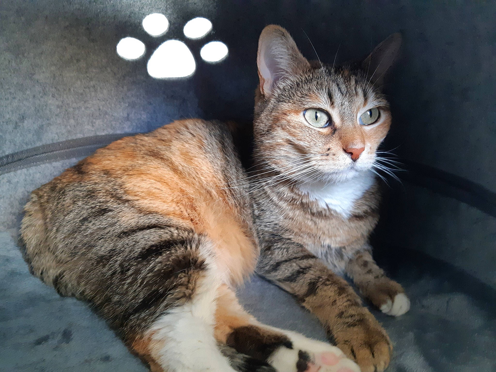 Bahia participe au concours pour gagner de l'argent avec cette photo : aegean_cat, american_bobtail, american_wirehair, arabian_mau, asian, australian_mist, california_spangled, carnivore, cat, domestic_short_haired_cat, dragon_li, european_shorthair, felidae, german_rex, kitten, mammal, small_to_medium_sized_cats, tabby_cat, vertebrate, whiskers