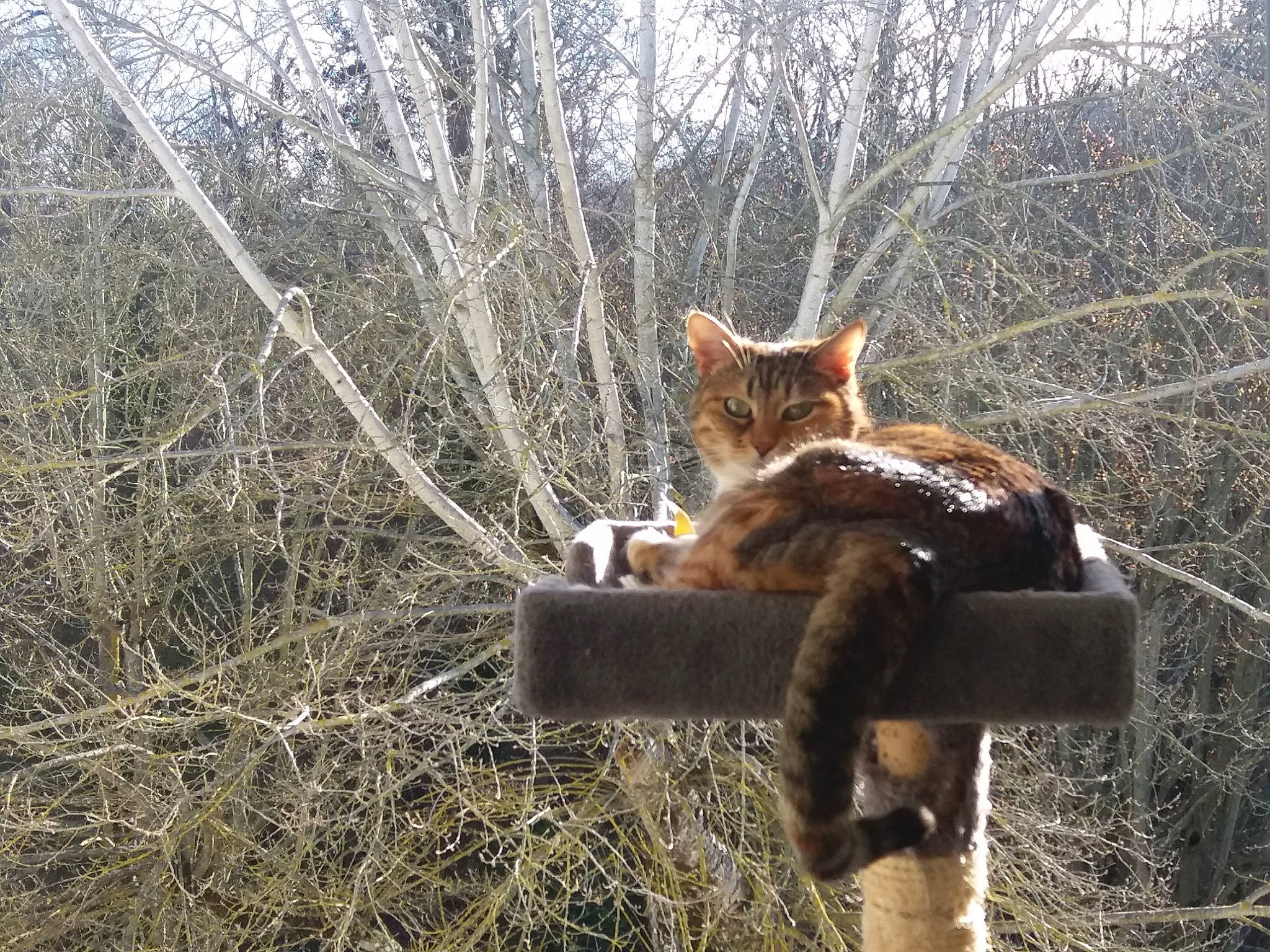 Bahia a rejoint le concours — aidez-le/la à gagner de superbes lots ! aegean_cat, branch, carnivore, cat, domestic_short_haired_cat, european_shorthair, fawn, felidae, fur, grass, plant, polydactyl_cat, small_to_medium_sized_cats, tail, tree, whiskers, wild_cat, wildlife