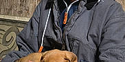 Ozzy Moses Dockery is registered to the contest to win money with this photo: animal, beard, brown, casual, closeup, comfort, dog, expression, hands, hoodie, indoor, jacket, man, pet, portrait, puppy, resting, seated, warmth, wood_background