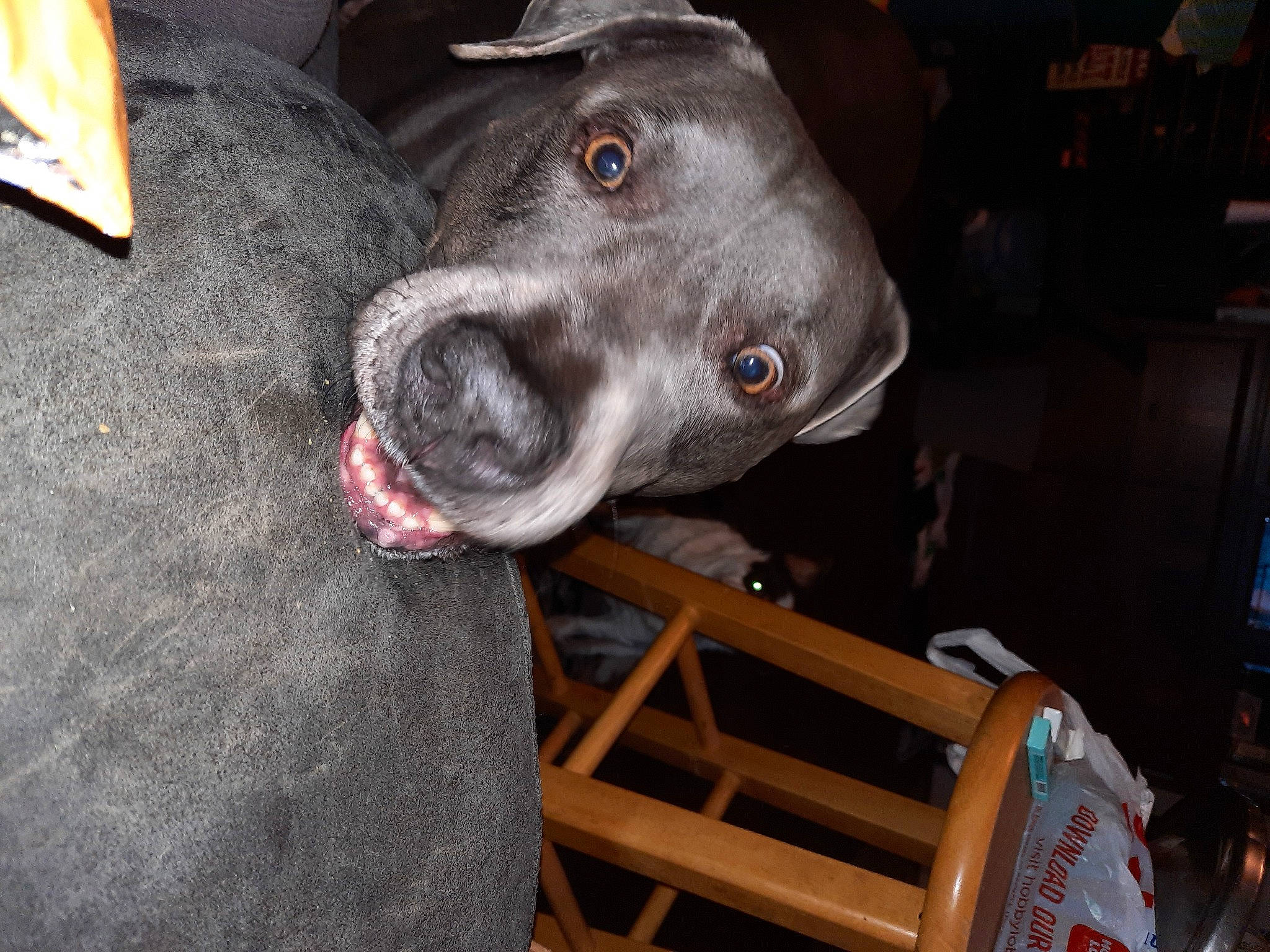 Ranger joined the competition — help win amazing prizes! borador, canidae, carnivore, collar, companion_dog, dog, dog_breed, fawn, guard_dog, jaw, non_sporting_group, snout, sporting_group, whiskers, working_animal