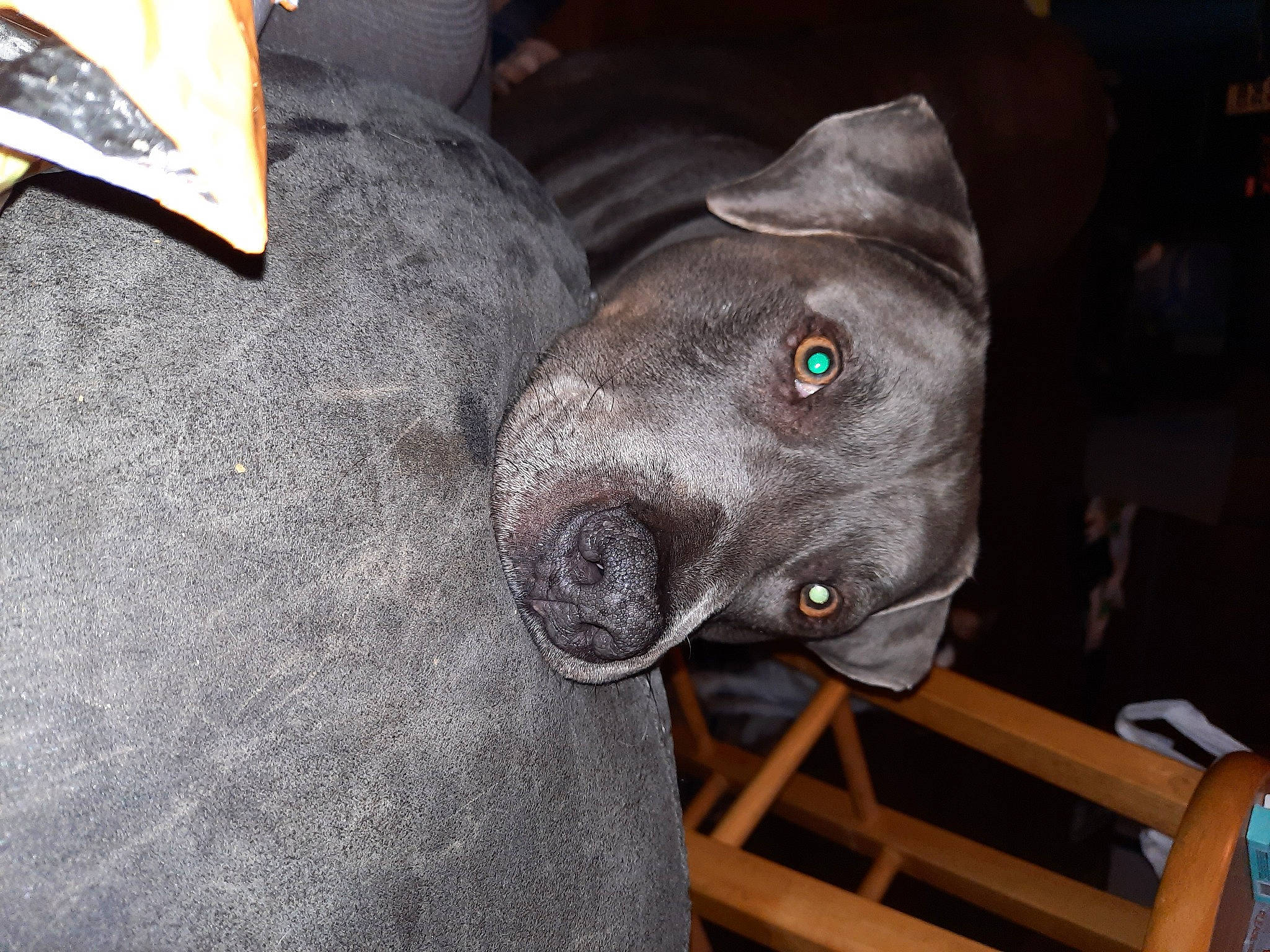 Ranger joined the competition — help win amazing prizes! canidae, carnivore, companion_dog, dog, dog_breed, ear, fawn, fur, grey, hat, non_sporting_group, personal_protective_equipment, sculpture, snout, sporting_group, terrestrial_animal, whiskers, working_animal