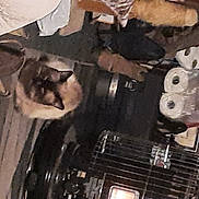 Mr Boots joined the competition — help win amazing prizes! auto_part, automotive_exterior, bumper, carmine, felidae, fur, helmet, machine, metal, personal_protective_equipment, tail, wood