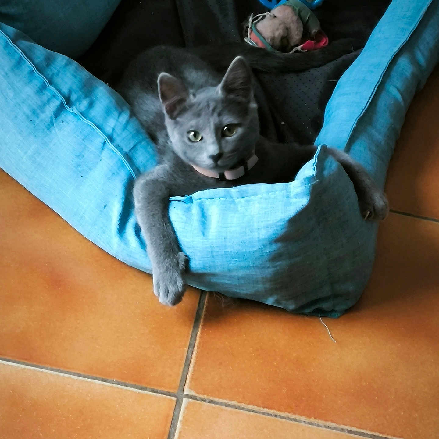 Athéna a rejoint le concours — aidez-le/la à gagner de superbes lots ! animal, blue, blue_ball, cat, collar, cozy, curious, cute, feline, floor, grey_cat, indoor, paw, pet, pet_bed, relaxed, resting, stuffed_mouse, tile, toy